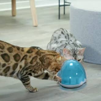Jeu distributeur de croquettes pour chat Cat Activity Snack Box