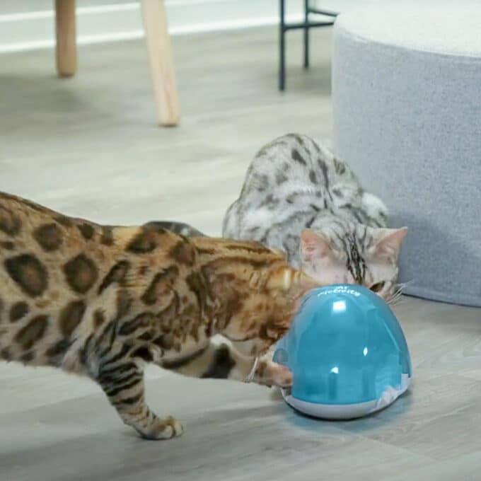 jouet-distributeur-croquettes-friandises-chat-trixie-8 Jeu distributeur de croquettes pour chat Cat Activity Snack Box