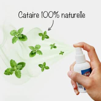 Herbe à chat en spray cataire