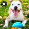 balle-rigide-solide-dure-couine-chien-4 balle indestructible qui couine pour chien