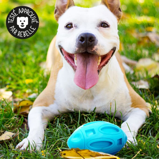 balle-rigide-solide-dure-couine-chien-4 balle indestructible qui couine pour chien