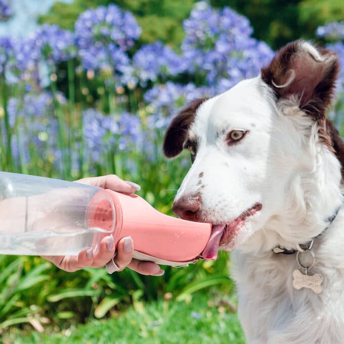 Gourde rose pour chien et chat en bouteille portable