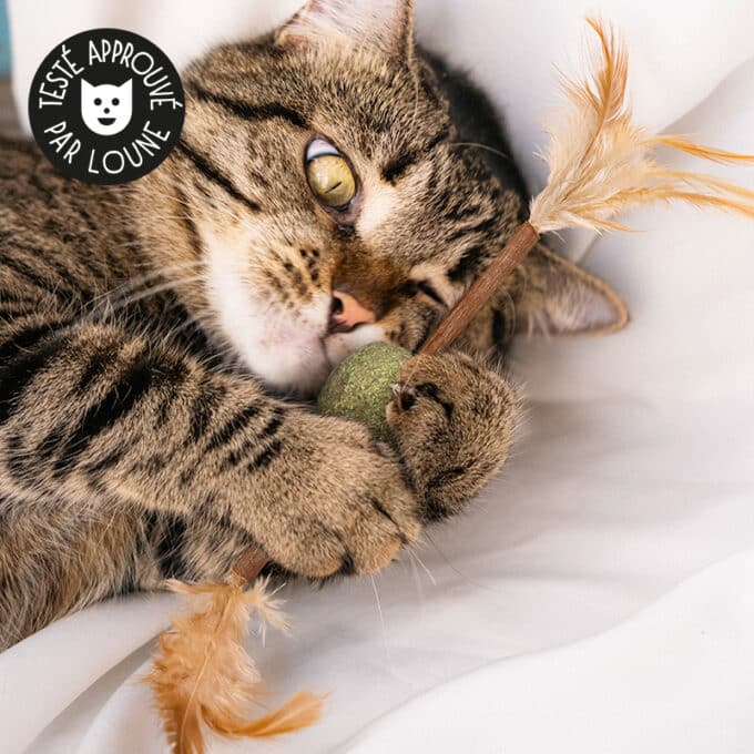 Baton de matatabi et balle de cataire avec plumes pour chat
