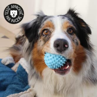 Balle hérisson pour chien en caoutchouc ou balle dentaire