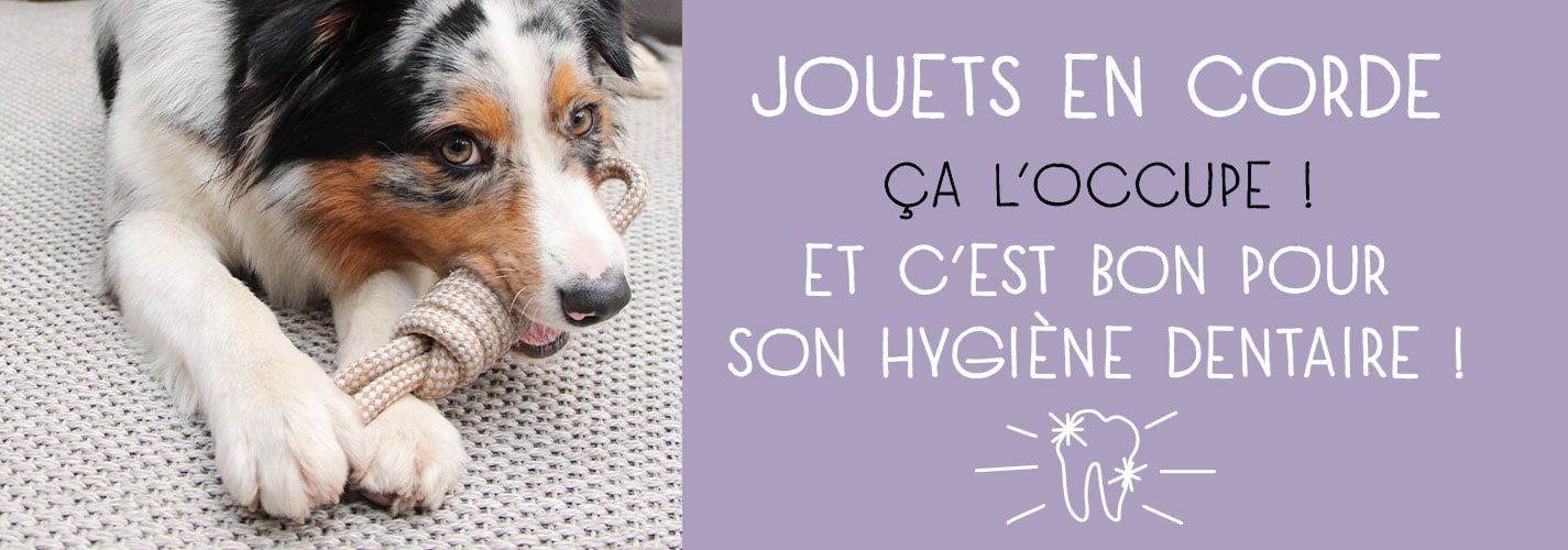 Boutique accessoires chat et chien