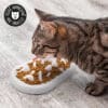 Plateau gamelle anti glouton chat