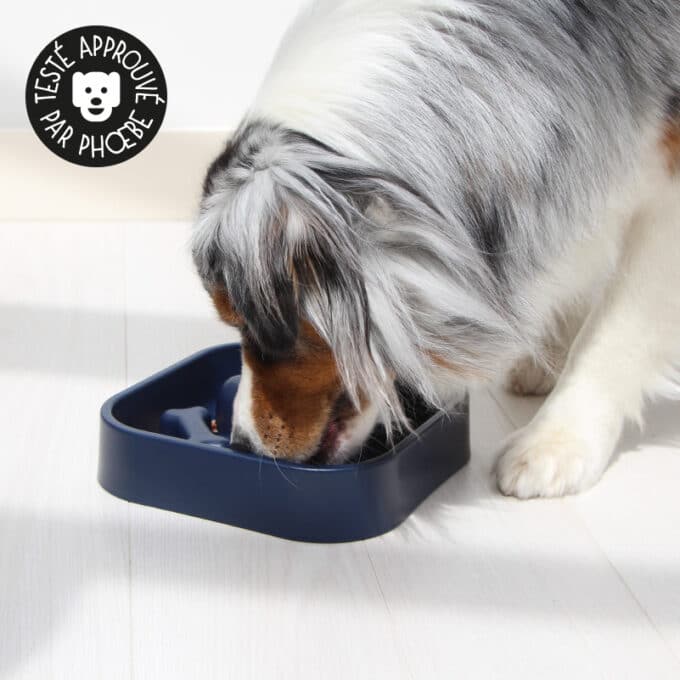 gamelle-antiglouton-chien-meilleure-avis-2 Meilleure gamelle anti-glouton pour chien et avis