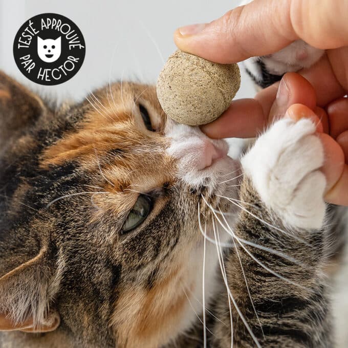 Balle d'herbe à chat matatabi