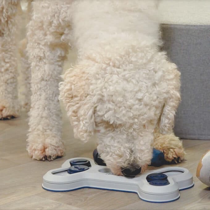 jouet-alimentaire-jeu-strategie-dog-activity-trixie-chien-8 jouet alimentaire interactif de stratégie et d'intelligence Dog Activity Trixie Flip Bone pour le chien