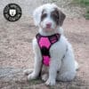 harnais-chien-anti-traction Harnais chien anti traction