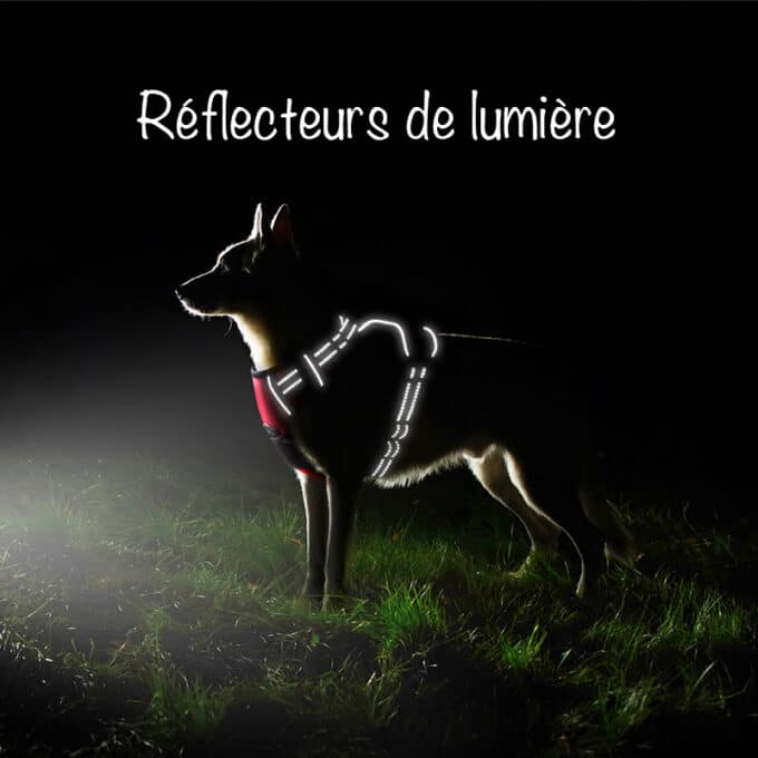 harnais-chien-anti-traction-lumiere-nuit-3 Harnais chien anti-traction lumineux la nuit