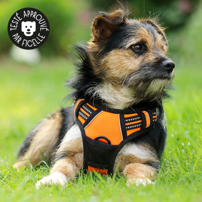 harnais-en-Y-anti-traction-chien-qui-tire-48 Harnais en Y pour chien anti-traction