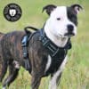 harnais-en-Y-anti-traction-chien-qui-tire-58 Harnais chien anti traction
