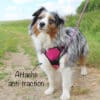 harnais-en-Y-anti-traction-chien-qui-tire-61 Harnais en Y pour chien anti-traction
