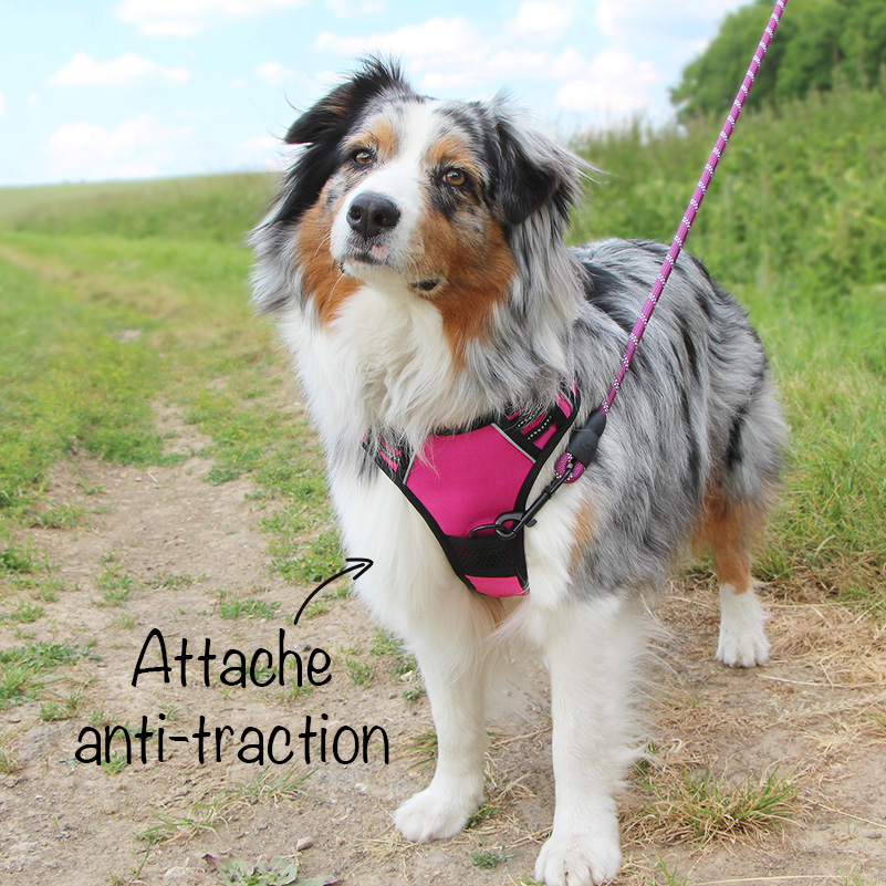 Les harnais pour chien anti traction, on vous dit tout  – Wanimalz