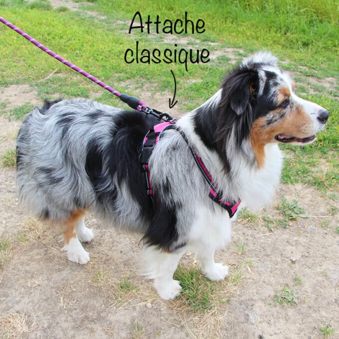 harnais-en-Y-anti-traction-chien-qui-tire-62 Harnais en Y pour chien anti-traction