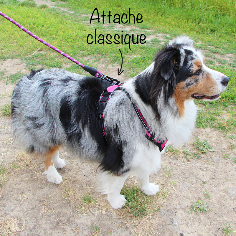 Laisse Pour Chien Classique