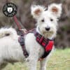 harnais-en-Y-anti-traction-chien-qui-tire-63 Harnais chien anti traction