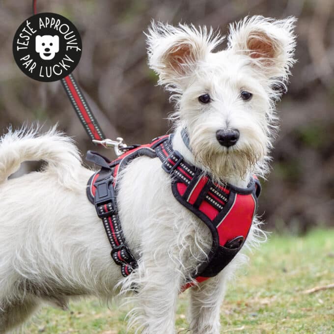 harnais-en-Y-anti-traction-chien-qui-tire-63 Harnais chien anti traction