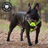 harnais-en-Y-anti-traction-chien-qui-tire-64 Harnais chien anti traction