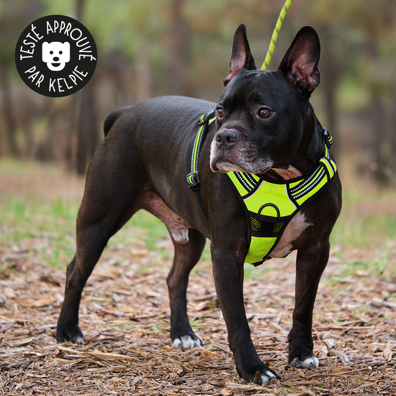 Harnais Chien L Arnais Rouge Anti Traction Réfléchissant Gilet