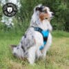 harnais-en-Y-anti-traction-chien-qui-tire-65 Harnais en Y pour chien anti-traction