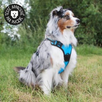 Harnais en Y pour chien anti-traction