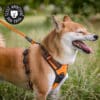harnais-en-Y-anti-traction-chien-qui-tire-79 Harnais anti traction en Y pour chien