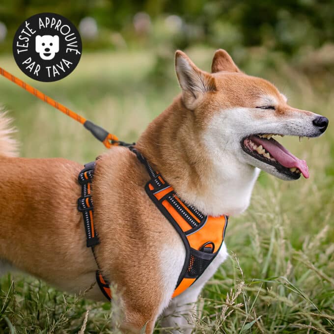harnais-en-Y-anti-traction-chien-qui-tire-79 Harnais anti traction en Y pour chien