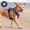harnais-en-Y-anti-traction-chien-qui-tire-80 Harnais anti traction en Y pour chien