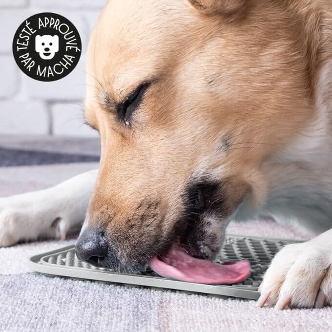tapis-lechage-chat-chat-plateau-assiette-lecher-8 Tapis de léchage pour chien et chat