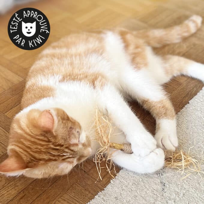 Bâton de matatabi avec corde et raphia pour chat