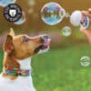 Bulles de savon saveur bacon pour chien