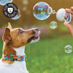 Bulles de savon saveur bacon pour chien