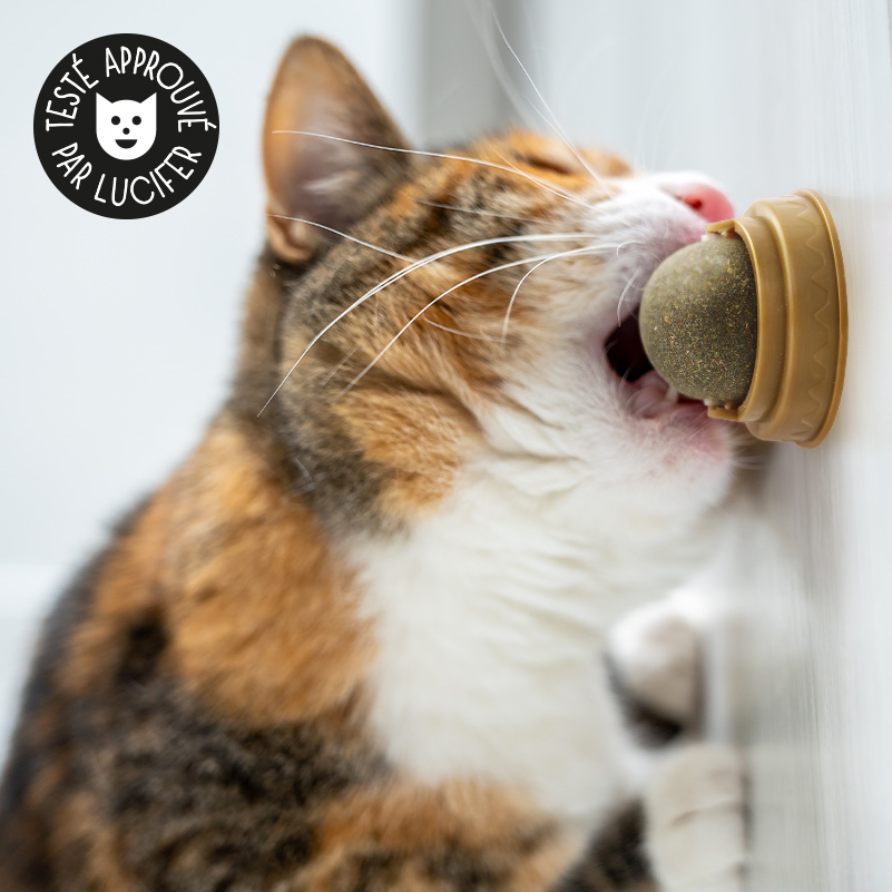 Boule murale en herbe de cataire pour chat, snacks à la menthe