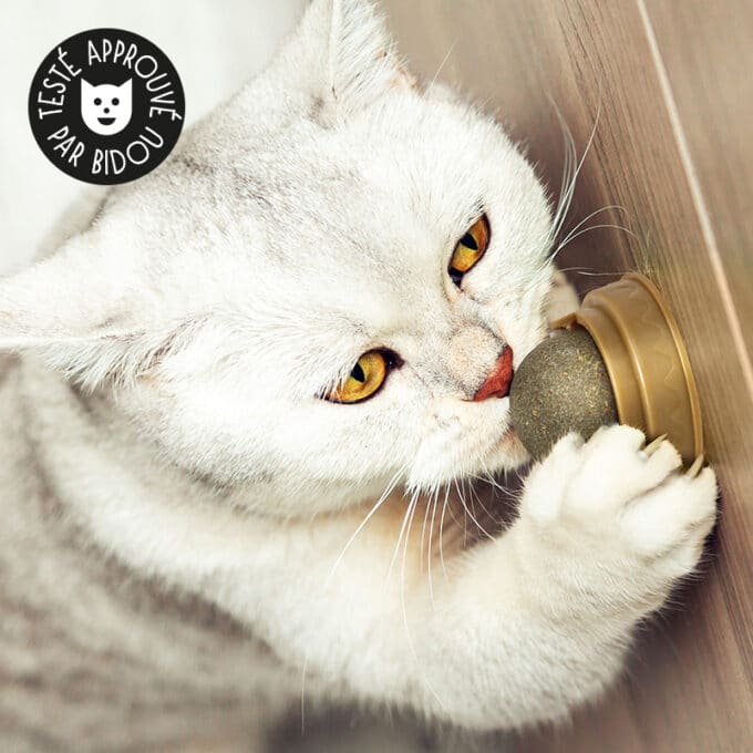 balle-boule-herbe-chat-cataire-murale-lecher-9 Boule d'herbe à chat cataire murale à lécher