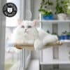 hamac de fenêtre pour chat se fixant avec des ventouses à une vitre