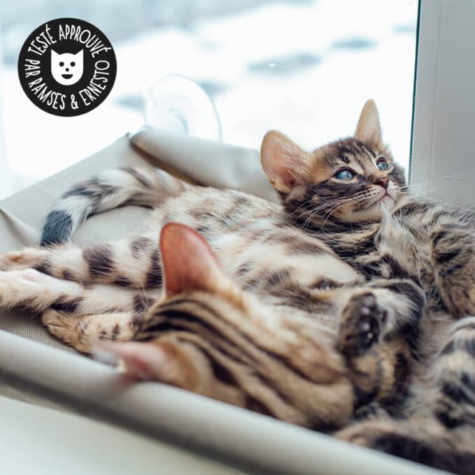 hamac de fenêtre pour chat se fixant avec des ventouses à une vitre
