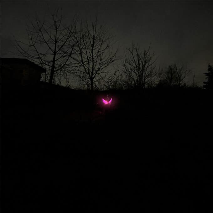 Collier lumineux rechargeable chien à poil long ou court de XS à XL