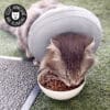 collerette-gonflable-chat-collier-gonflable-8 Collerette gonflable pour chat ou collier gonflé