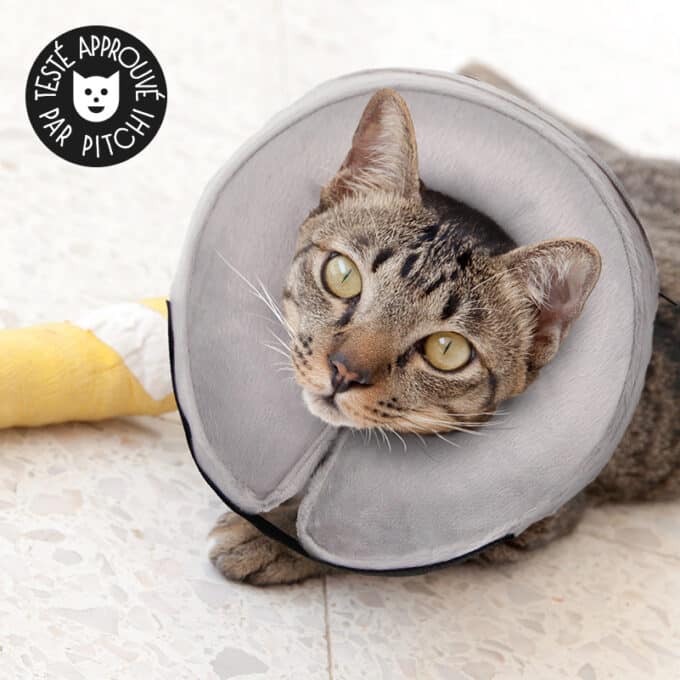 collerette-gonflable-chat-collier-gonflable-9 Collerette gonflable pour chat stérilisé