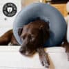 Collerette gonflable pour chien