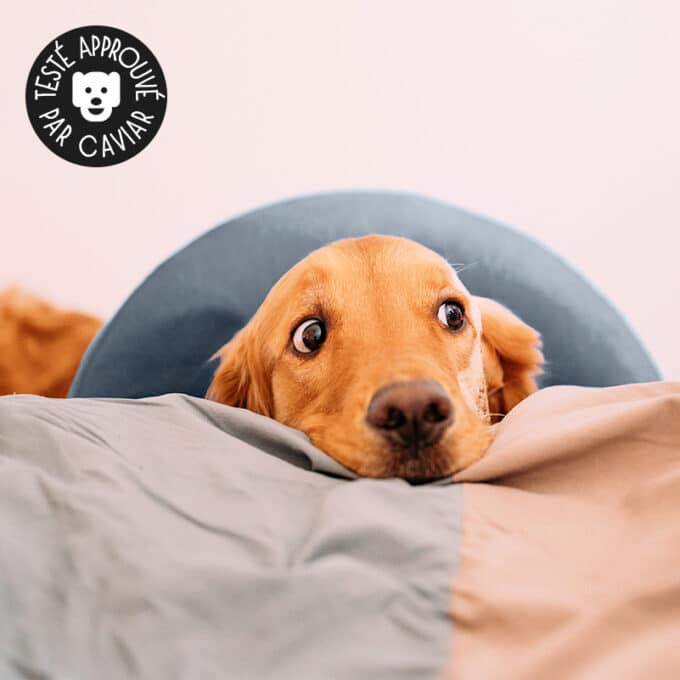 Collerette gonflable pour chien