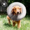 Collerette gonflable pour chien