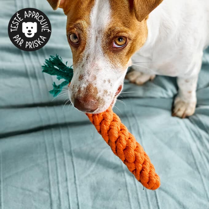 jouet-corde-noeud-carotte-chien-2 Jouet carotte en cordes pour chien