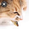 friandise-naturelle-chat-premium-poisson-sprate Friandises naturelles premium pour chat petits poisson sprates
