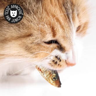 Friandises naturelles premium pour chat petits poisson sprates