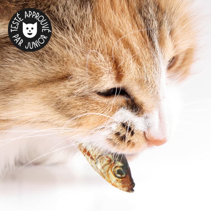 friandise-naturelle-chat-premium-poisson-sprate Friandises naturelles premium pour chat petits poisson sprates