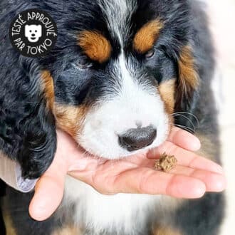 Friandises naturelles premium pour chat et chien bouchées tendres de bœuf