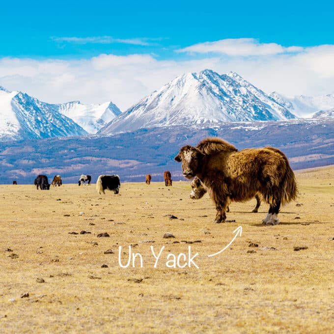 Friandises naturelles premium pour chien fromage de Yack